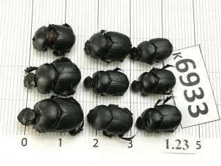 K6933 Unmounted Beetle Carabidae Scarabaeidae Vietnam Central