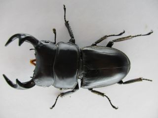 40317.  Lucanidae: Dorcus Sp.  Vietnam North.  57mm
