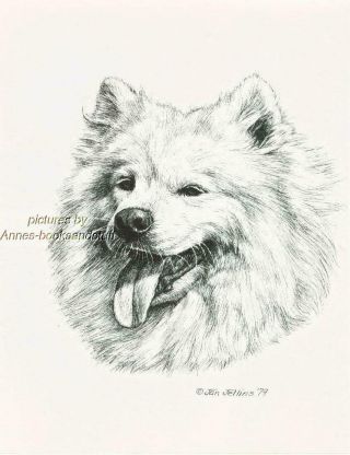 238 Samoyed Dog Portrait Art Print Pen And Ink Drawing By Jan Jellins