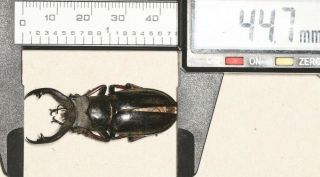 Lucanidae Lucanus Cheni 44.  7mm Tibet