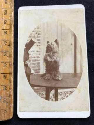 D Antique Cdv 1800s Yorkshire Terrier Dog Named Victorian B&w Photo Cabinet Card