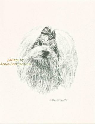 226 Maltese With Bow Portrait Dog Art Print Pen & Ink Drawing By Jan Jellins