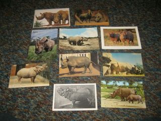 10 Vintage Rhino Rhinoceros Animal Post Cards