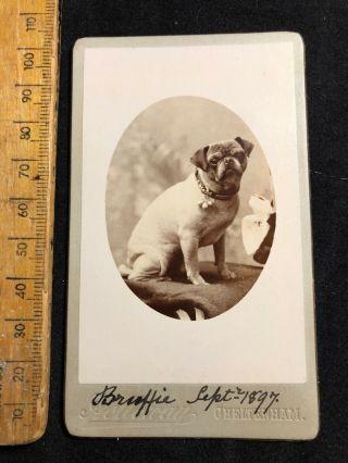 C Antique Cdv 1800s Holloway Cheltenham Pug Dog Victorian Photo Cabinet Card B&w