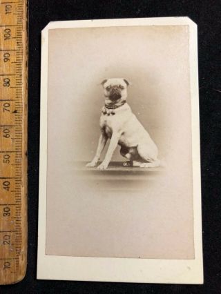 C Antique Cdv 1800s Thomas Chippenham Pug Dog Victorian Photo Cabinet Card B&w