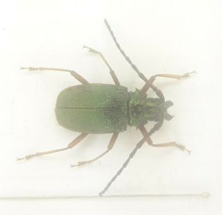 Coleoptera/cerambycidae/ Cerambycinae Sp J 34 Rare From Peru