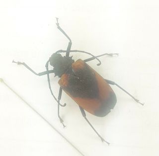Coleoptera/cerambycidae/ Cerambycinae Sp J 33 Rare From Peru