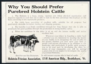 1912 Holstein Friesian Cattle Cow Art Hf Association Vintage Print Ad
