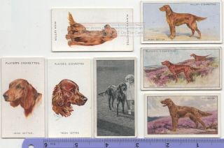Irish Setter Dog 7 Different Vintage Ad Trade Cards 3 Canine Pet