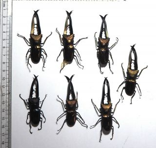Lucanidae.  7 X Cyclommatus Metallifer Finae. ,  65mm Peleng Is