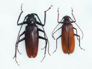 Macrotoma Serripes Pair Cerambycidae Cameroon
