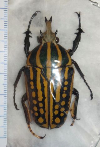Cetoniinae Chelorrhina Savagei 51.  4mm Male Cameroon 34 Beetle Insect
