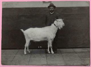 Antique Photo On Card - Prize Buck Goat With Owner - Laoshan ??