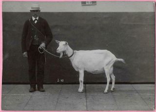 Antique Photo On Card - Prize Doe Nanny Goat With Owner - Laoshan ??