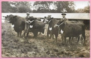 1920s Press Photo - Champion Group Prize Bull Essex Agricultural Society Show