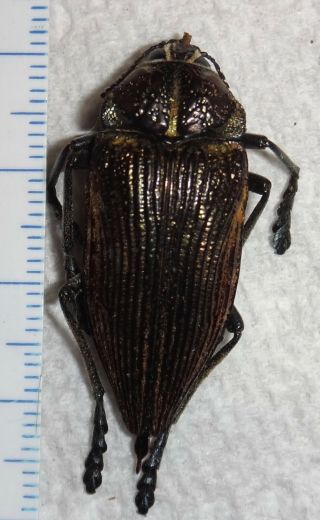 Buprestidae Polybothris Geayi 33.  3mm Madagascar Y67 Jewel Beetle Insect Calodema