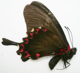 Papilio (mimoides) Lysithous Rurik From Santa Catarina,  Brazil