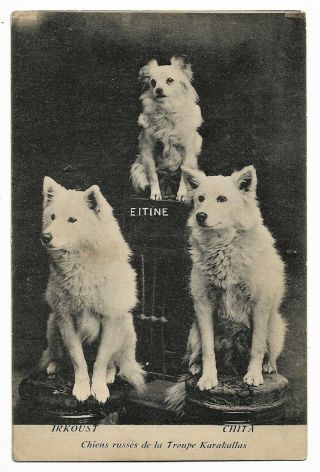 Russian Samoyed Circus Dogs 1910 Karakallas Troupe Advert Postcard