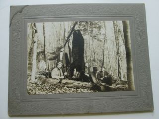 One (1) Early 1900s Cabinet Card,  Huge Black Bear With Four Named Hunters