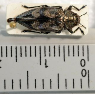 Actenodes Undulata From Nicaragua A1 Unmounted Buprestidae Coleoptera