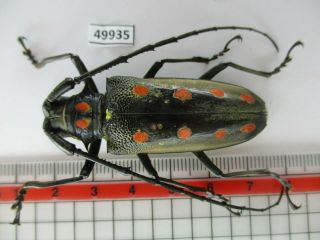 49935 Cerambycidae Sp.  Vietnam C