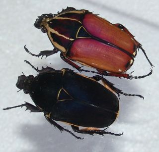 Mecynorrhina Ugandensis,  Female A 53 Mm,  Female A 55 Mm