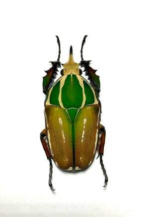 Coleoptera Mecynorrhina Ugandensis,  60mm.  Male Color (breeding) 215