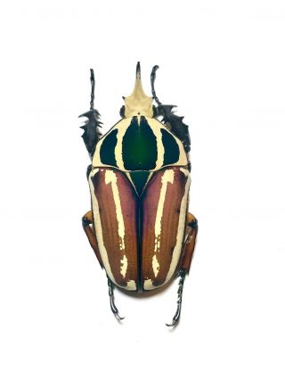 Coleoptera Mecynorrhina Ugandensis,  61mm.  Male Color (breeding) 268