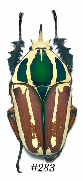 Coleoptera Mecynorrhina Ugandensis,  60mm.  Male Color (breeding) 283