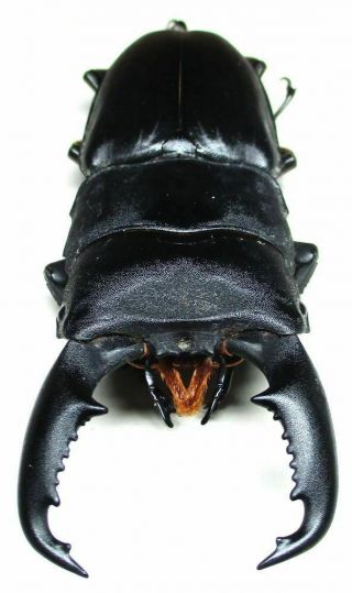 O001 Nl : Lucanidae: Dorcus Titanus Imperialis Male 83.  5mm A -
