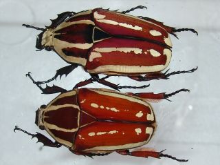 Mecynorrhina Ugandensis,  Female A 50 Mm,  Female A 52 Mm