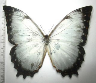 Nymphalidae Satyrinae Morpho Theseus Juturna,  Male 1 From PerÚ