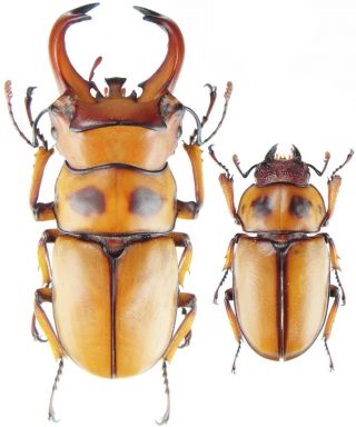 Insect - Lucanidae Homoderus Gladiator - Cameroon - Pair 30mm, .