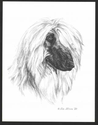 339 Afghan Hound Portrait Dog Art Print Pen And Ink Drawing Jan Jellins