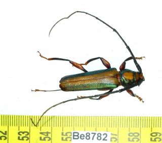 Xystrocera Cerambycidae Long Horn Beetle Coleoptera Insect Vietnam Be (8782)