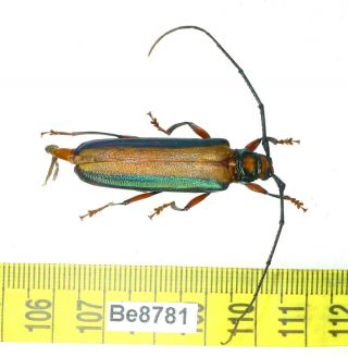 Xystrocera Cerambycidae Long Horn Beetle Coleoptera Insect Vietnam Be (8781)