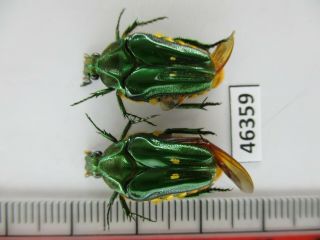 46359 Cetoniidae: Coilodera Sp?.  Vietnam C