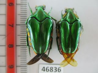 46836 Cetoniidae: Coilodera Sp?.  Vietnam S