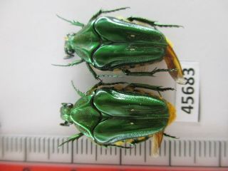 45683 Cetoniidae: Coilodera Sp?.  Vietnam C