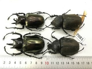 K7081 Unmounted Beetle Chalcosoma Vietnam Central