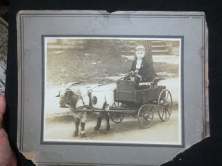 Cabinet Gelatin Silver Photograph Of A Little Boy Riding In His Goat Cart C1900