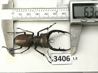 K3406 Unmounted Beetle Lucanus Luci Vietnam Central