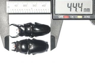 Lucanidae Dorcus Hemisodorcus Nepalensis 44.  4mm Tibet