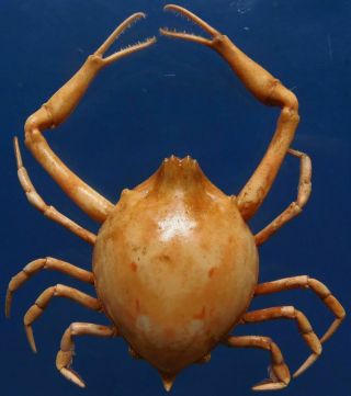 88015 Peeble Crab Myra Grandis 30 Mm Crab Taxidermy