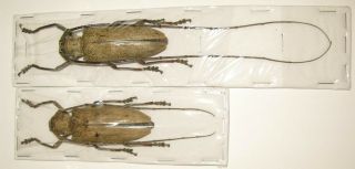 Abatocera Leonina Pair With Male 62 Female 62mm (cerambycidae)