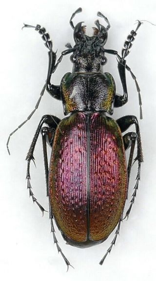 Carabus Neoplectes Mellyi Mellyi (9).  1 M A2 From Georgia
