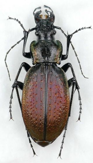 Carabus Neoplectes Mellyi Mellyi (7).  1 F From Georgia
