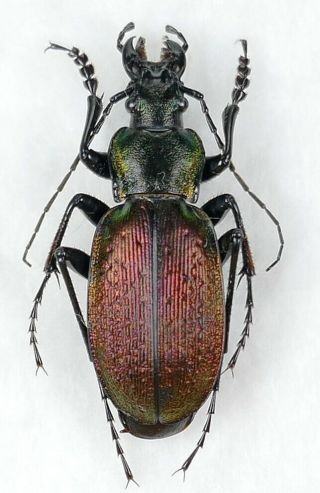Carabus Neoplectes Mellyi Mellyi (5).  1 M From Georgia