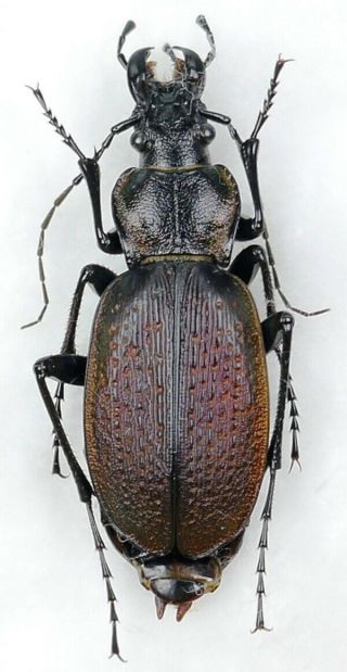 Carabus Neoplectes Mellyi Mellyi (8).  1 F From Georgia