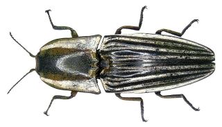 Elateridae - Chalcolepidius Desmarestii Pair | Guerrero,  Mexico | A1